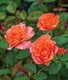 Coral Knock out Rose