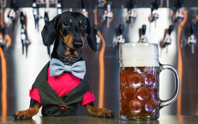 Dog Bartender Serving Beer